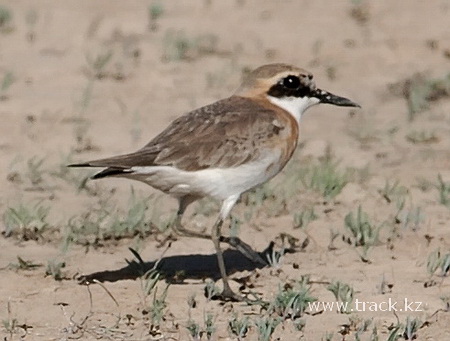 Greater Sand Plover Charadrius Leschenaultii
